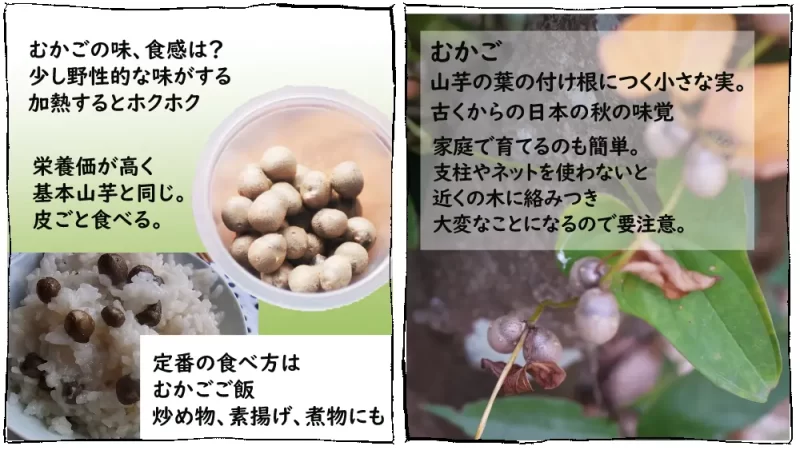 チクチクとの闘い in 田舎あるある漫画10ページ目、むかごとは